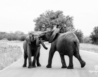Brincadeira de Elefantes
