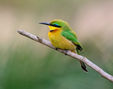 Little Bee-Eater