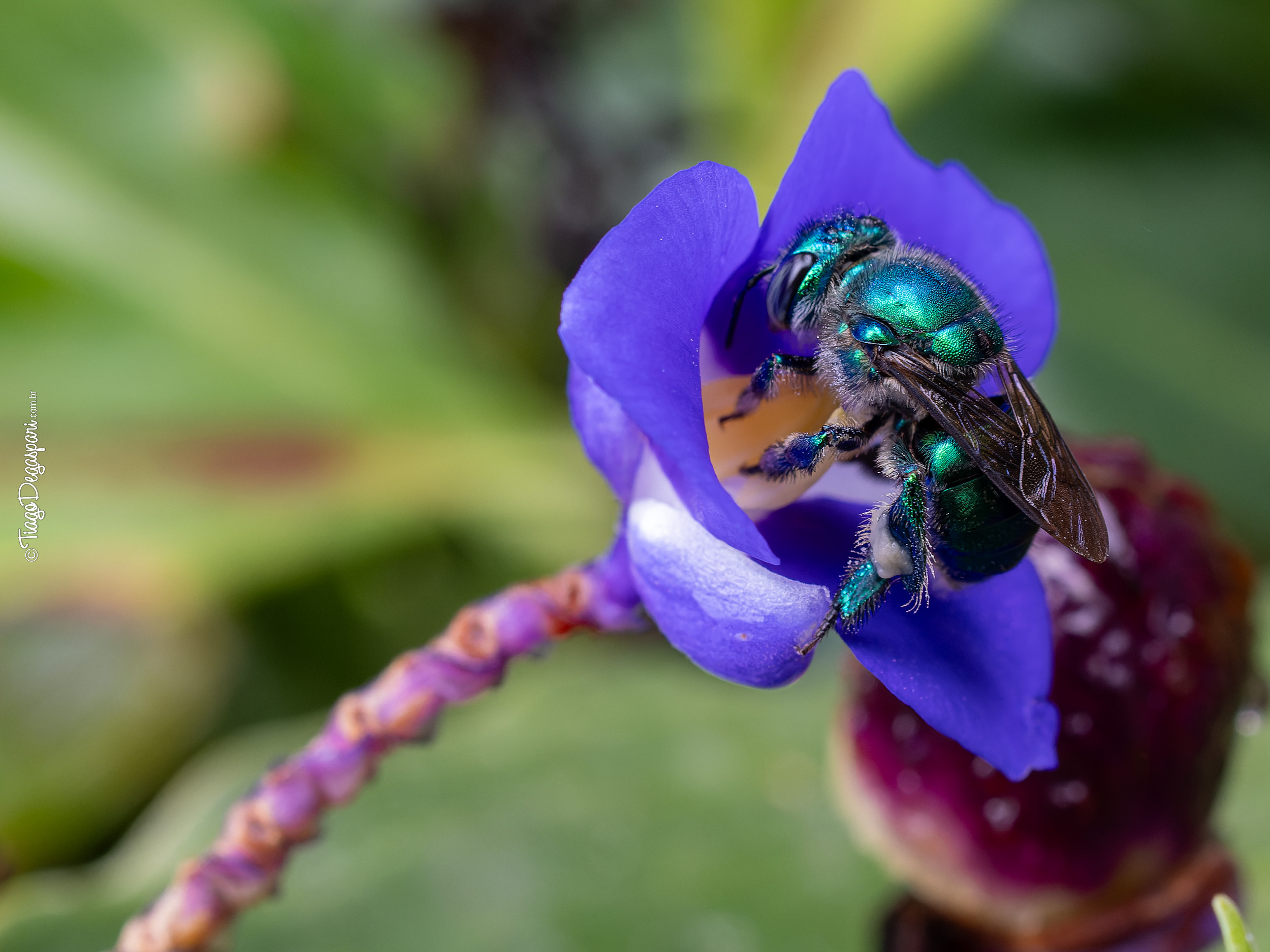 Abelha-de-Orquídea